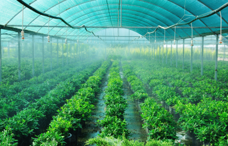 Greenhouse Innovation Fights Rising Heat