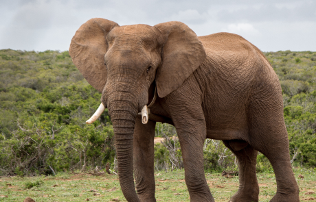 Debate Over Elephant Culls in Africa