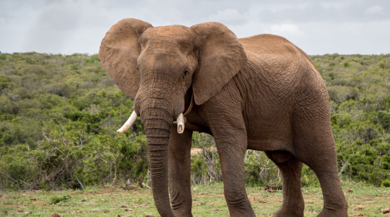 Debate Over Elephant Culls in Africa