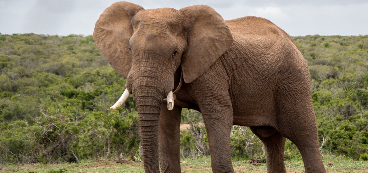 Debate Over Elephant Culls in Africa